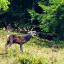 12 Foto: Erich Kilchherr, Gipf-Oberfrick